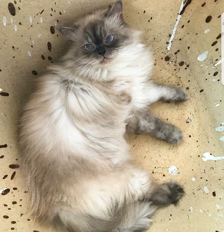 Fabio-La-Rosa-Noval-89